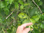 Symptoms of citrus greening in a lime tree