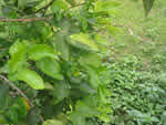 Citrus greening