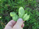 Symptoms of citrus greening in a lime tree leaf