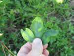 Symptoms of citrus greening in a lime tree leaf