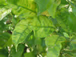 Symptoms of citrus greening in a lemon tree