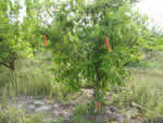Symptoms of citrus greening in a lemon tree