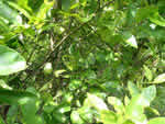 Symptoms of citrus greening in a lime tree
