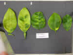 Symptoms of citrus greening in a grapefruit leaves