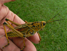 Eastern lubber, adult