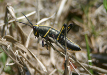 Eastern lubber, young nymph