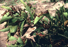 Cluster of young lubber nymphs on citrus
