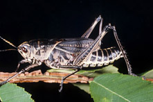 Eastern lubber, adult, dark color