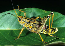 Eastern lubber, adult, intermediate color