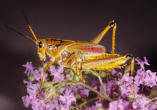 Eastern lubber, adult, light color