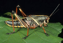 Eastern lubber, older nymph