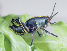 an immature lubber grasshopper sits on a leaf
