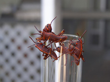 Eastern lubber, nymphs (unusual color)