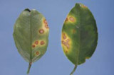 Citrus canker leaf symtoms