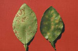 citrus canker leaf symptoms