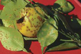 citrus canker symptoms