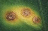 citrus canker lesion