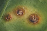 citrus canker lesion