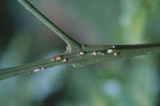 citrus canker on a twig