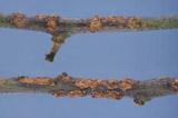 citrus canker on twig