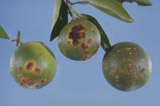 citrus canker on sweet orange