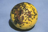 citrus canker on grapefruit