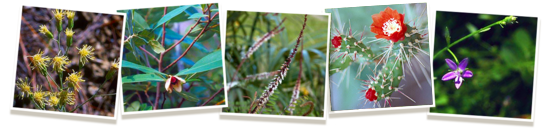 Preserving Florida&rsquo;s Native Flora Gallery Image