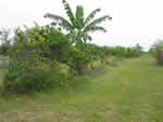 Symptoms of citrus greening in lime trees