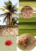 Red palm mites