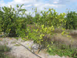 Symptoms of citrus greening in sweet orange trees