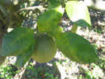 Symptoms of citrus greening in a sweet orange tree