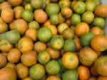 Symptoms of citrus greening