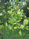Symptoms of citrus greening in a sweet orange tree