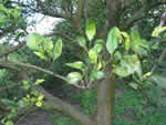 Symptoms of citrus greening in a sweet orange tree