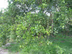 Symptoms of citrus greening in a sweet orange tree
